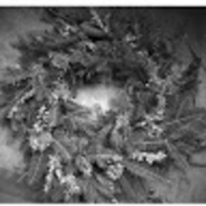 Meet your Posher, Trevor & clara